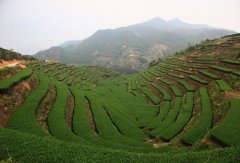 平和白芽奇兰成为全国首个“国保”乌龙茶品种