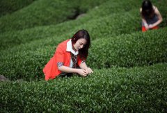 白芽奇兰获农业部农产品地理标志