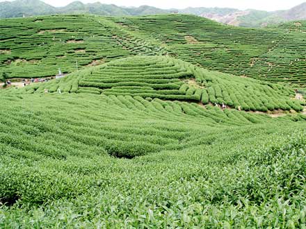 冻顶茶园春意盎然